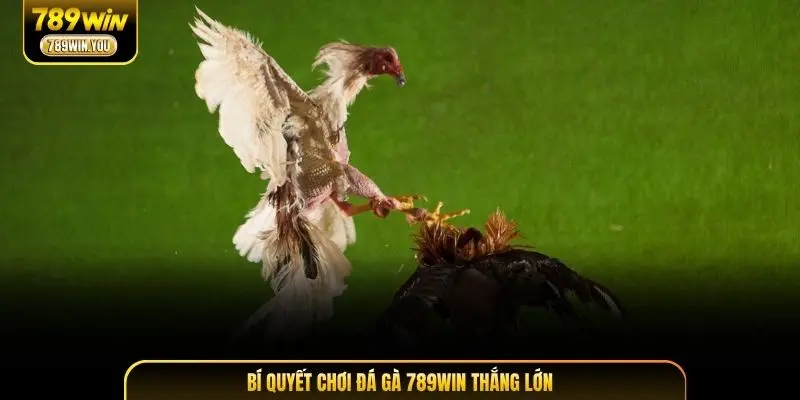 Bí quyết chơi đá gà 789WIN thắng lớn
