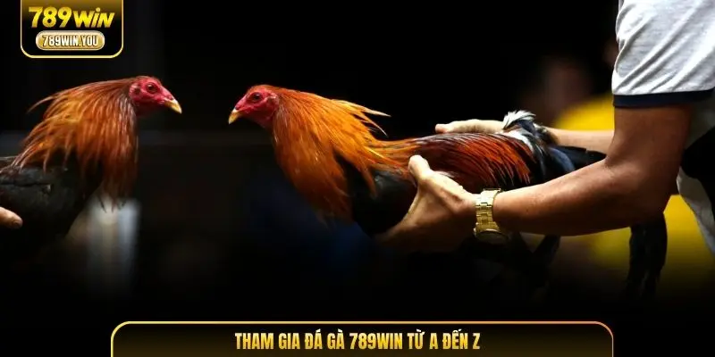 Tham gia đá gà 789WIN từ A đến Z